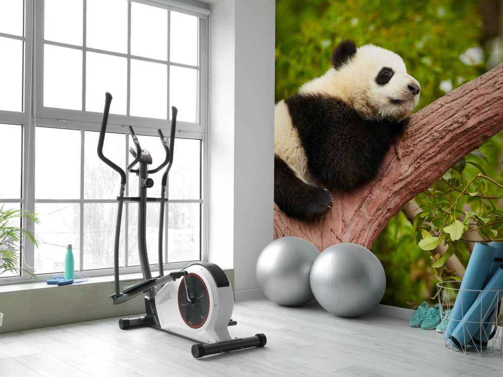 Slapende panda in een boom