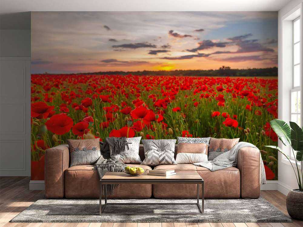 Rode klaprozenveld bij zonsondergang