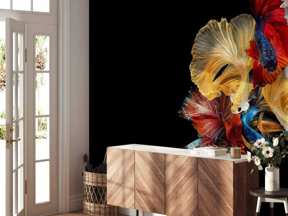 Betta vissen met een zwarte achtergrond