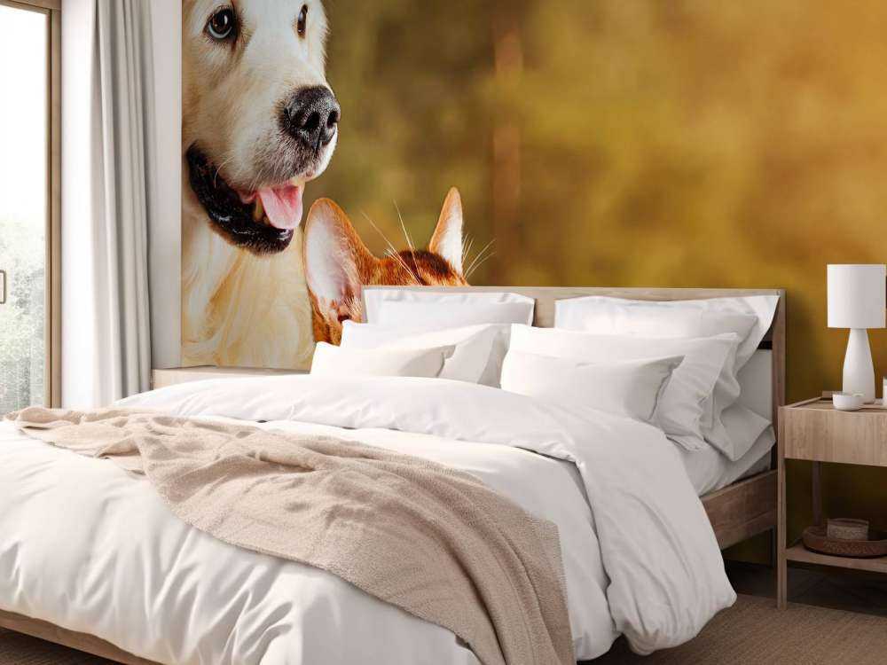 Hond en kat kijken naar boven