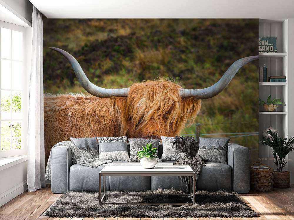 Schotse Hooglander in het veld