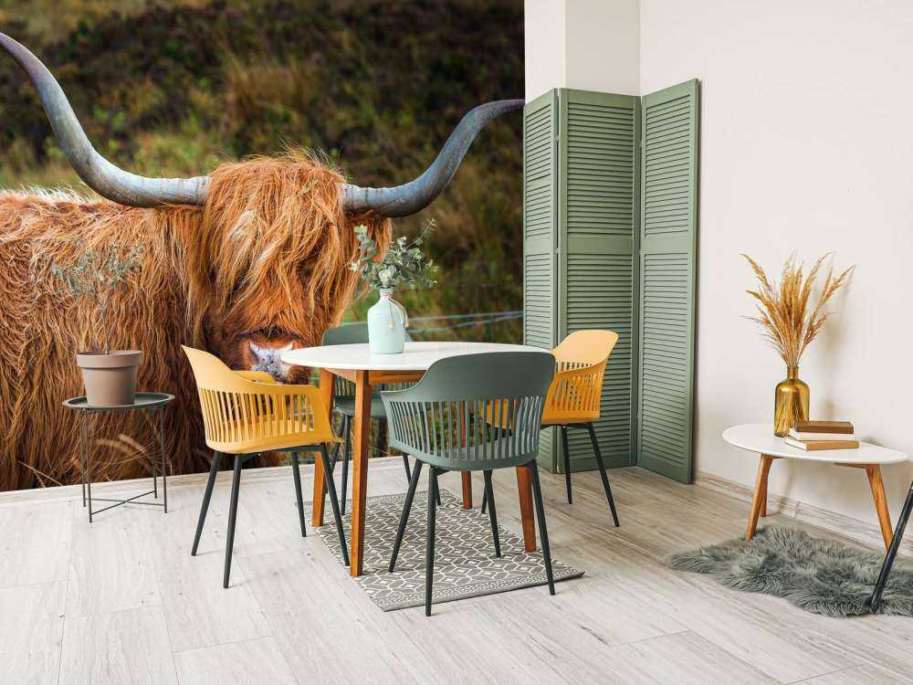 Schotse Hooglander in het veld