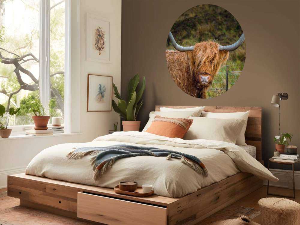 Schotse Hooglander in het veld