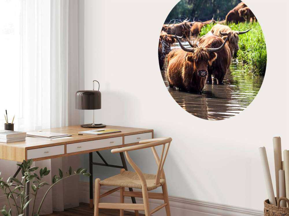 Schotse Hooglanders in het water