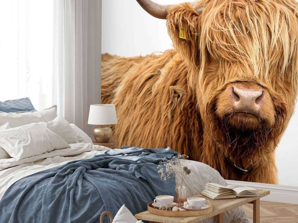 Schotse Hooglander met een witte achtergrond