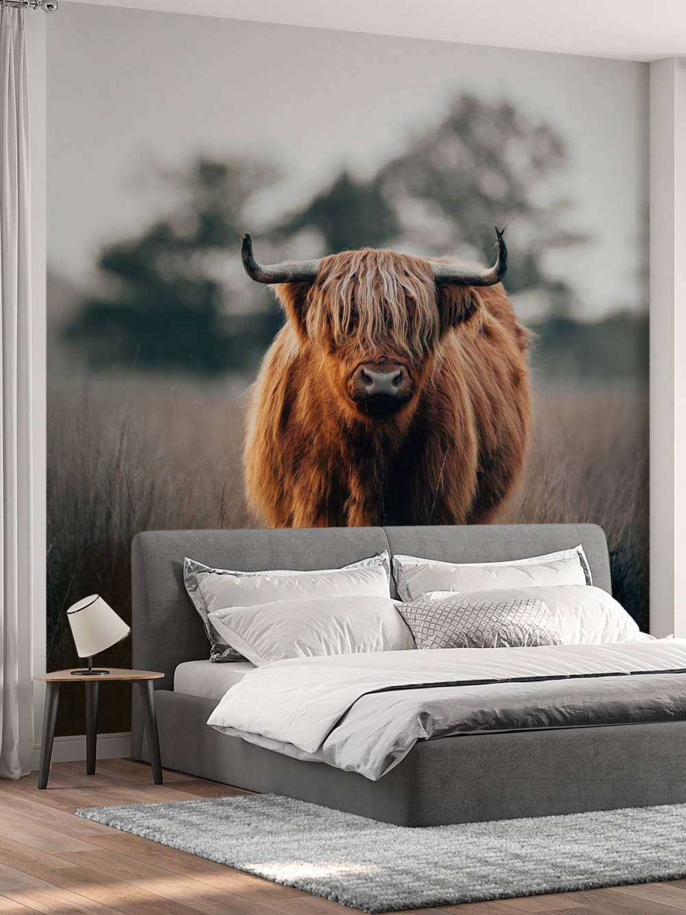 Portret van hoogland vee