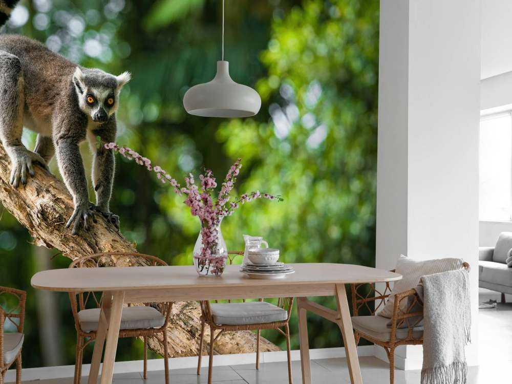 Ringstaart aap in een boom