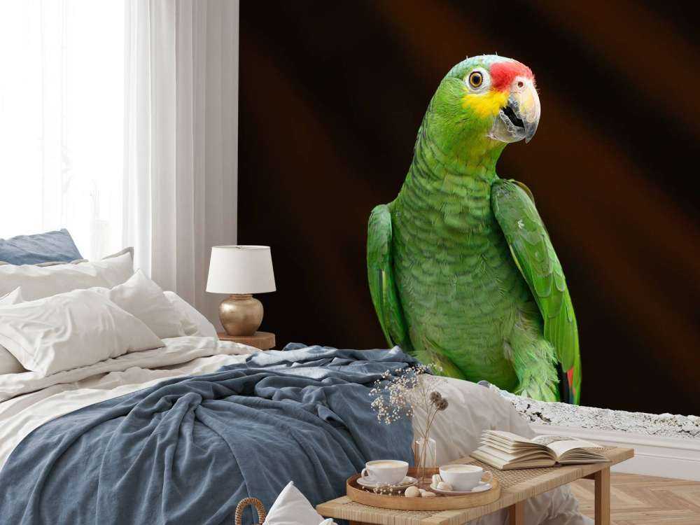 Nieuwsgierige papegaai