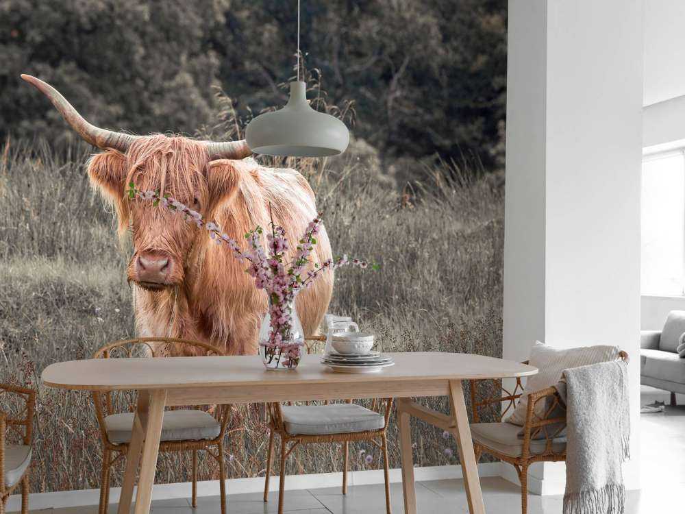 Schotse hooglander in een veld