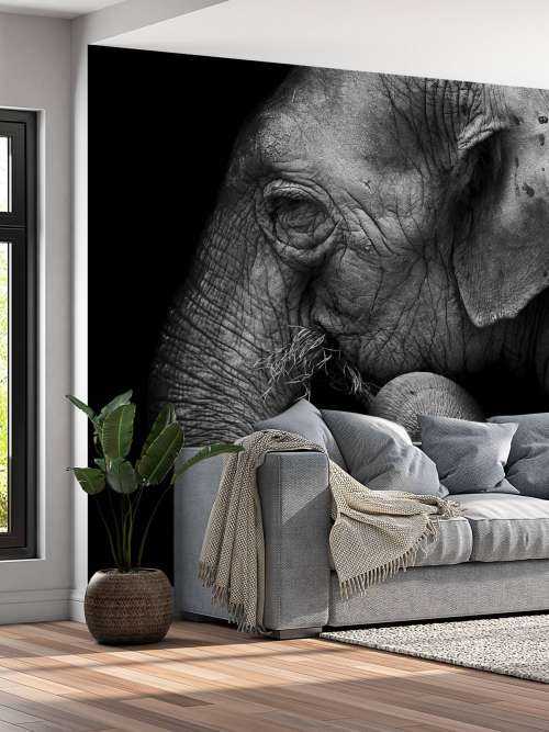 Olifant portret