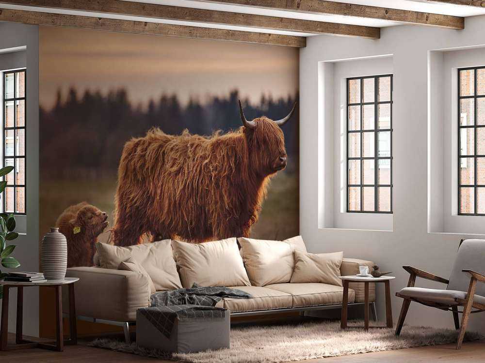 Schotse hooglanders in het weiland