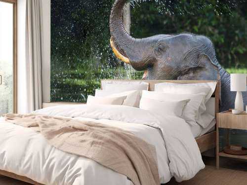 Olifant in water