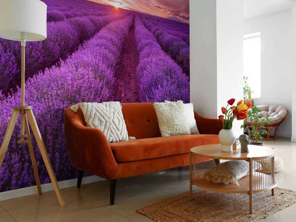 Veld met Lavendel en zon