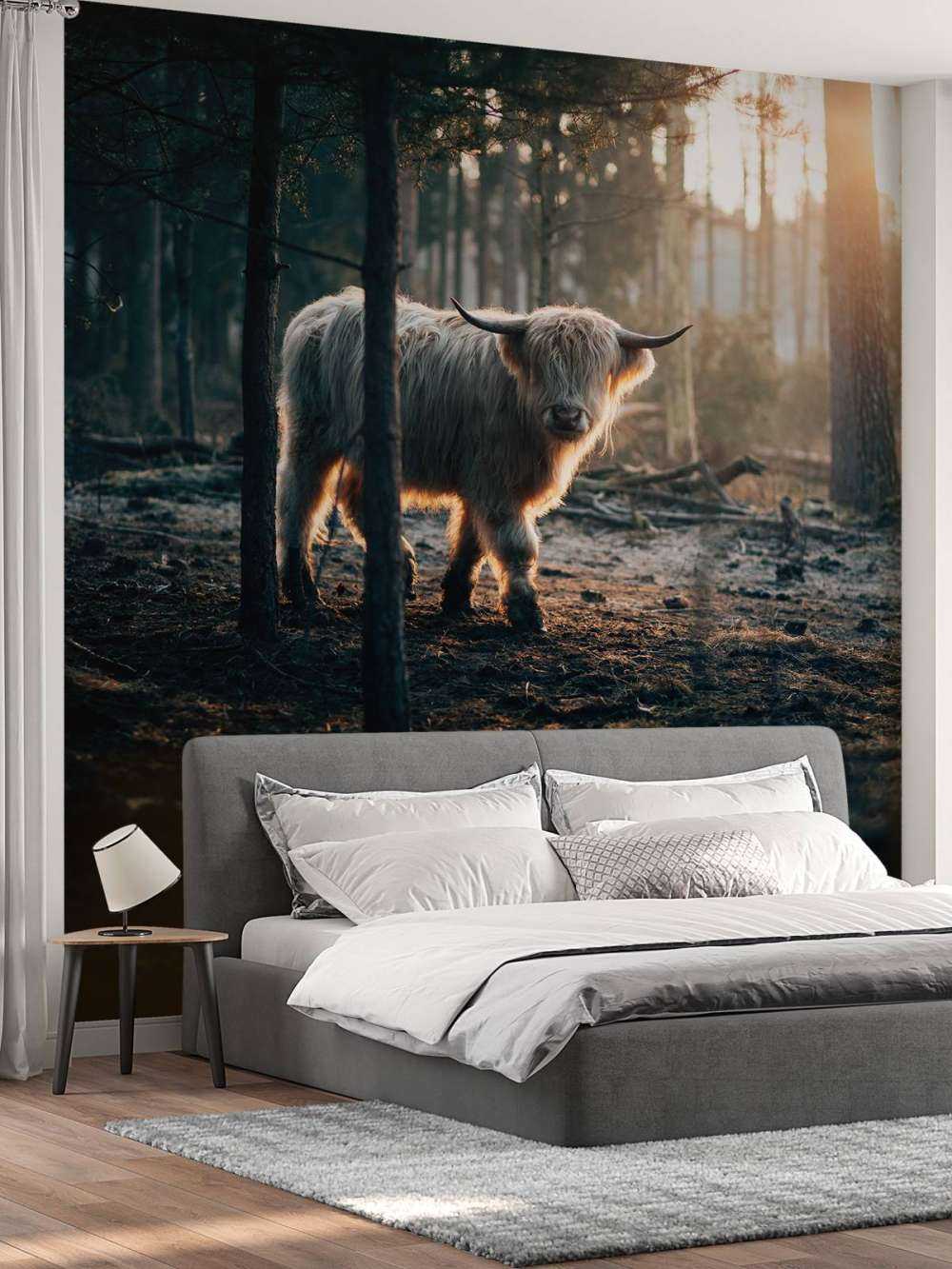 Witte Schotse hooglander