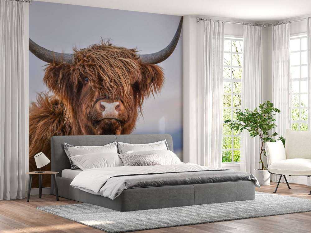 Starende Schotse hooglander