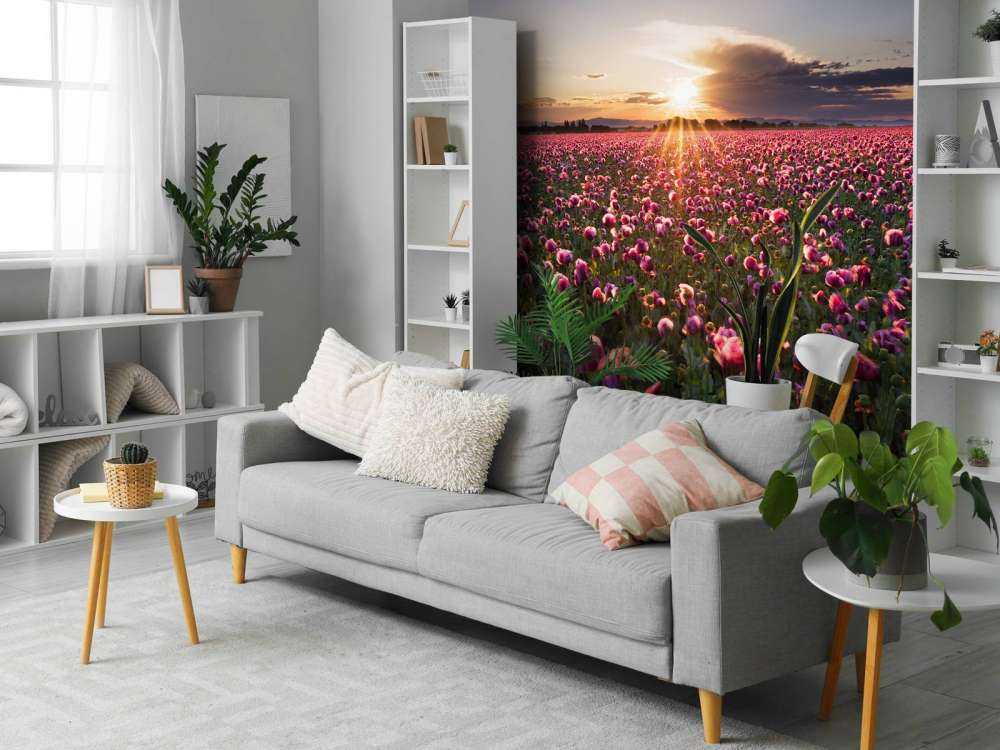 Roze klaprozenveld bij zonsondergang