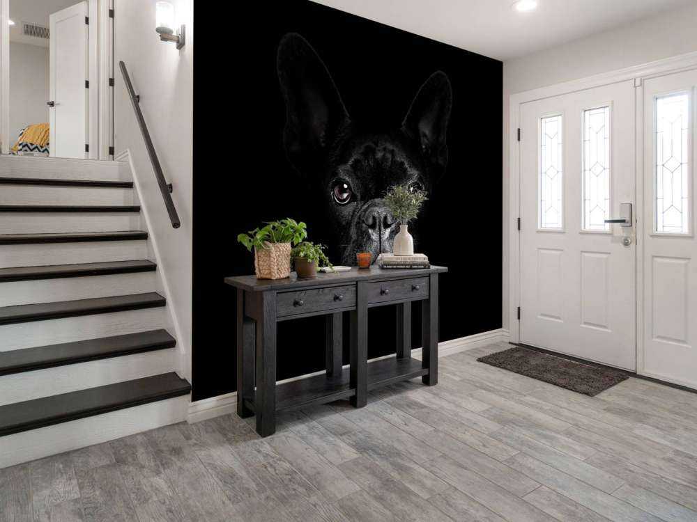 Schattige bulldog met een zwarte achtergrond