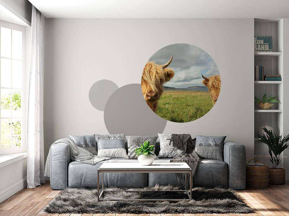 2 Schotse Hooglanders