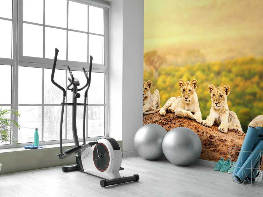 Leeuwenwelpen wachten op hun moeder