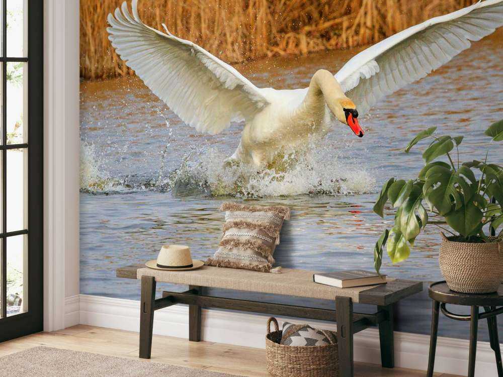 Witte zwaan vliegt weg