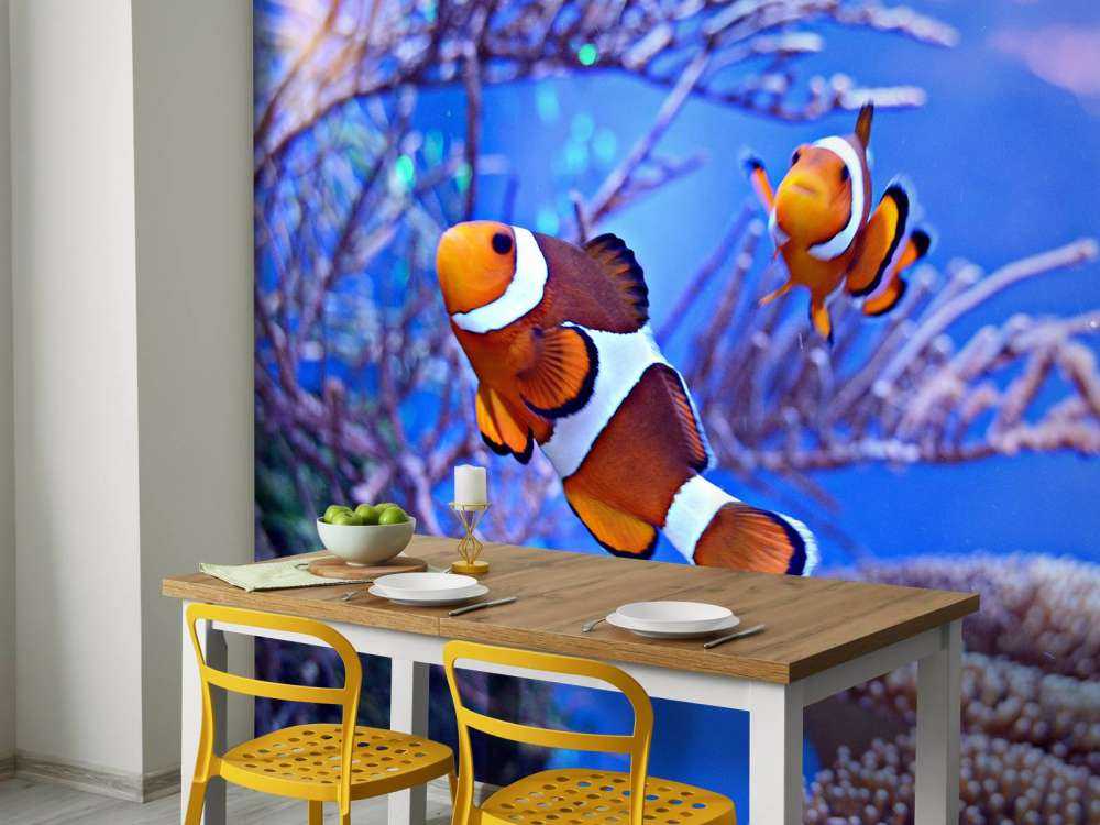 Anemoonvissen in een groot aquarium