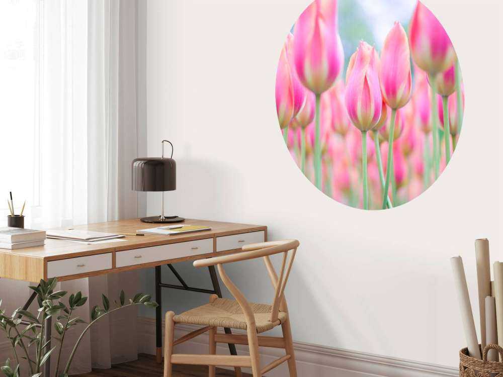 Close-up roze tulpen