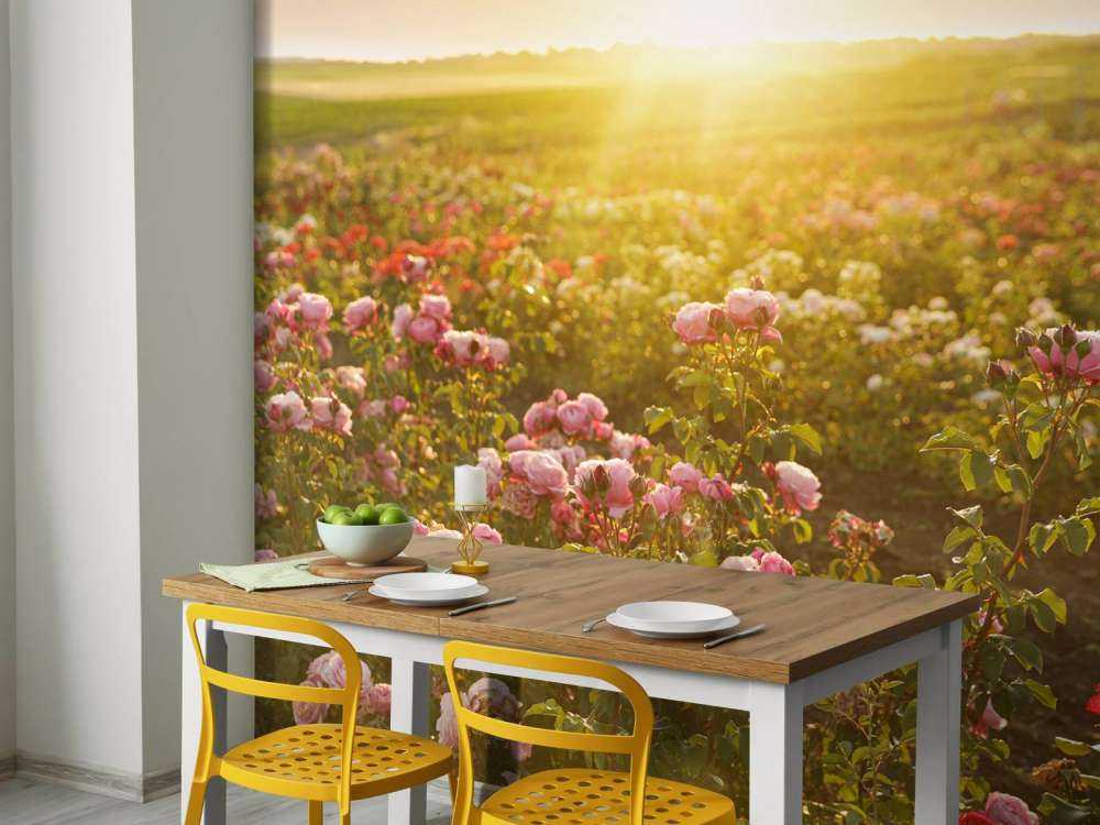 Veld vol rozen