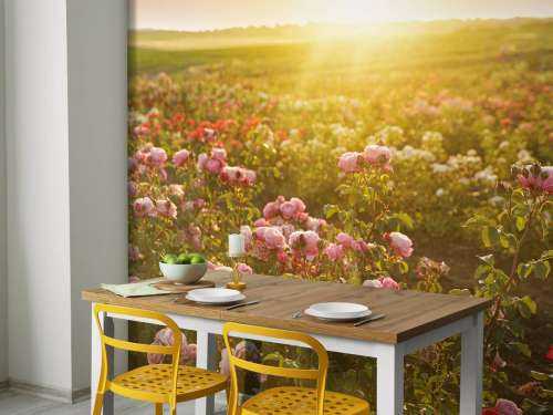 Veld vol rozen