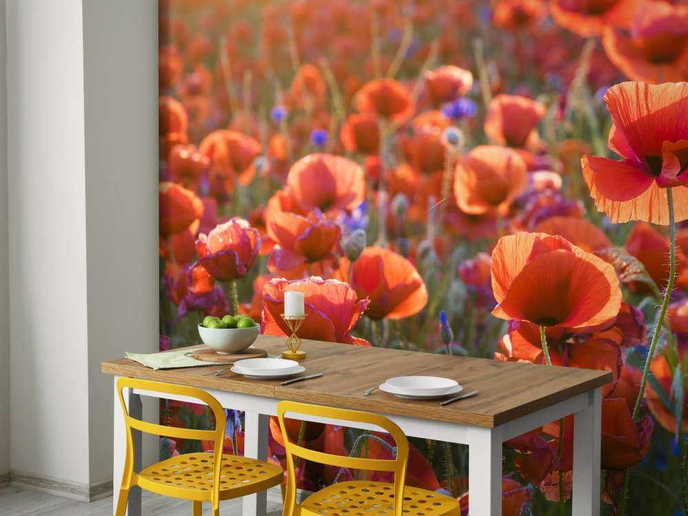 Klaprozen in het avondlicht