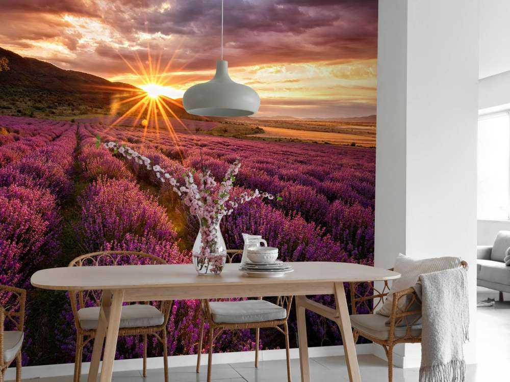 Lavendel onder de zon