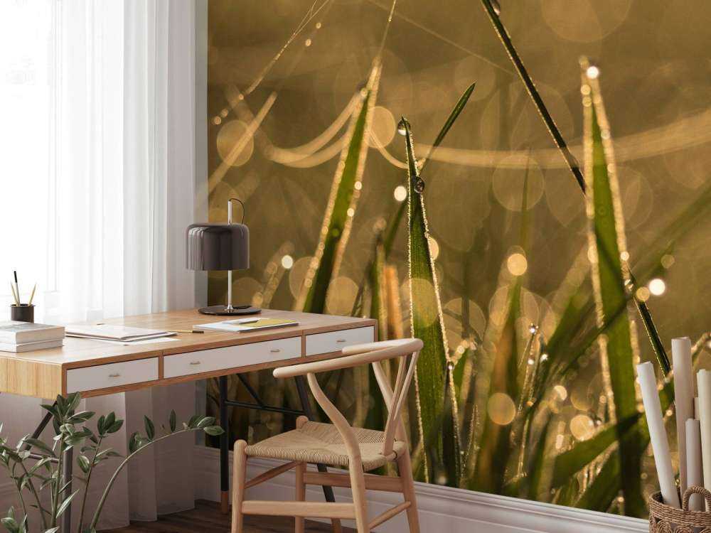 Glanzend Ochtendgras