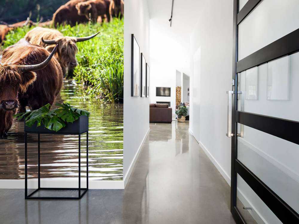 Schotse Hooglanders in het water