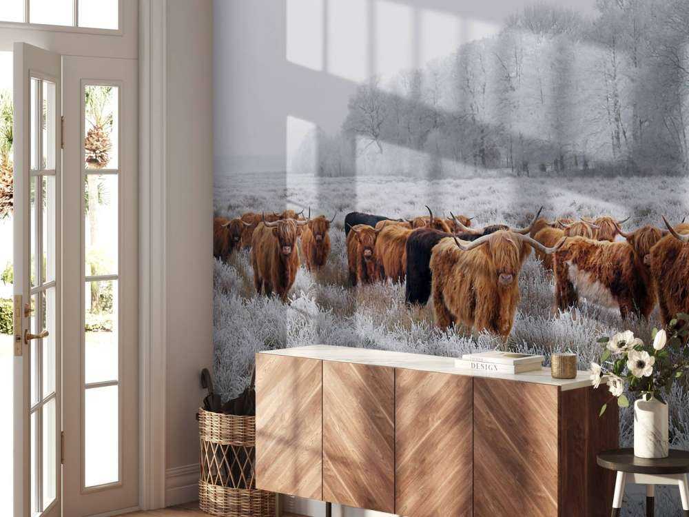 Schotse Hooglanders in een winterlandschap