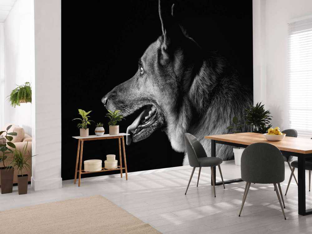 Duitse herdershond met een zwarte achtergrond