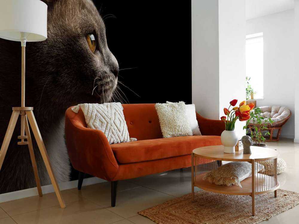 Schattig katje met een zwarte achtergrond