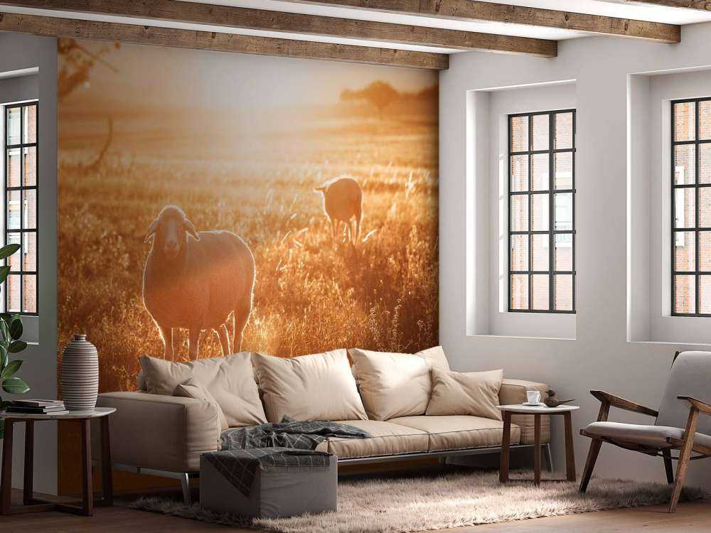 Schaap in prachtig weiland