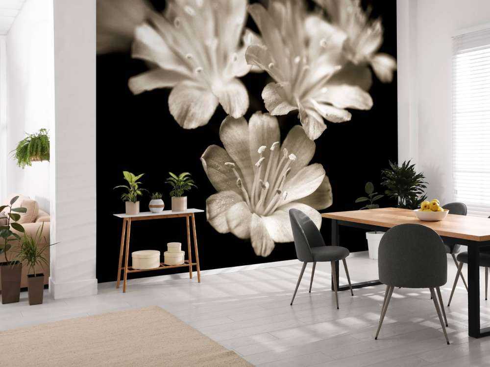 Lewisia bloesem close-up