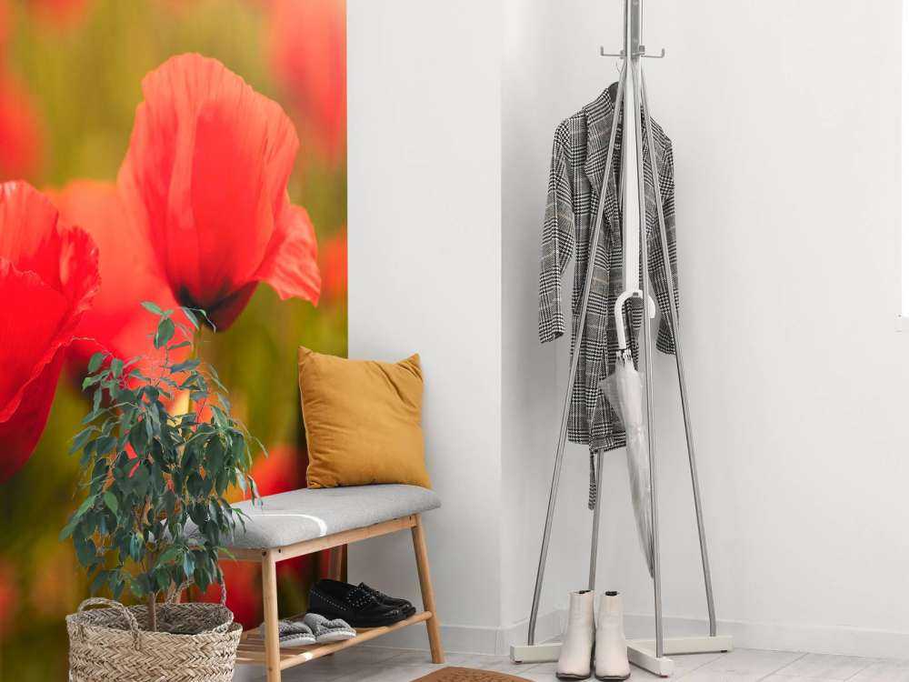 Klaprozen bij zonsopkomst