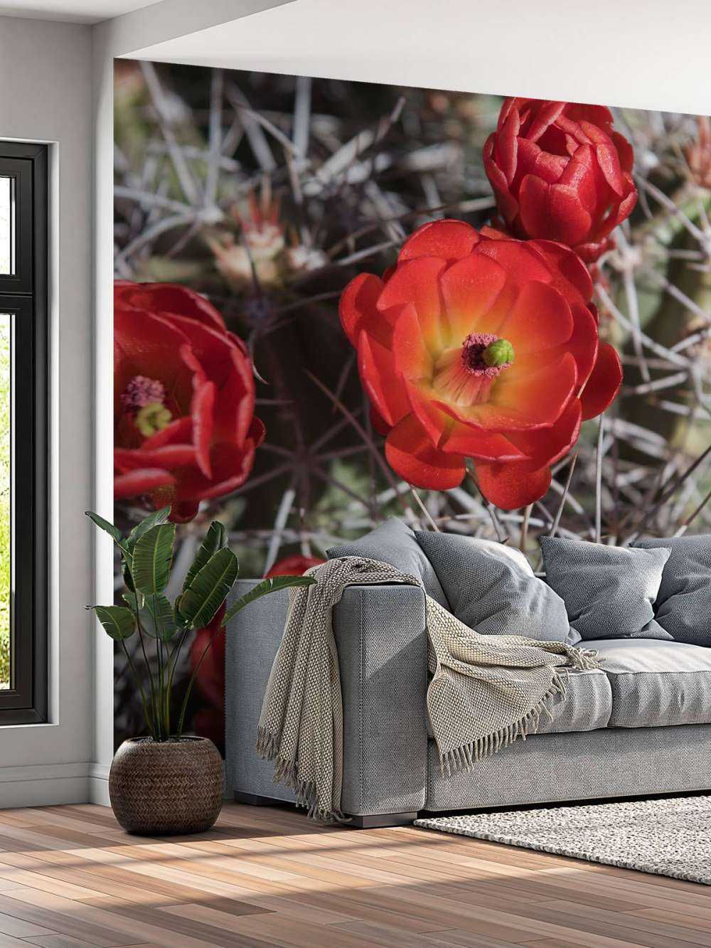 Rode cactus bloemen