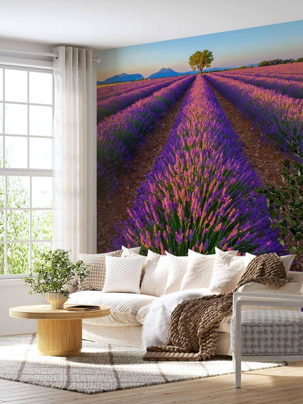 Lavendel bij zonlicht