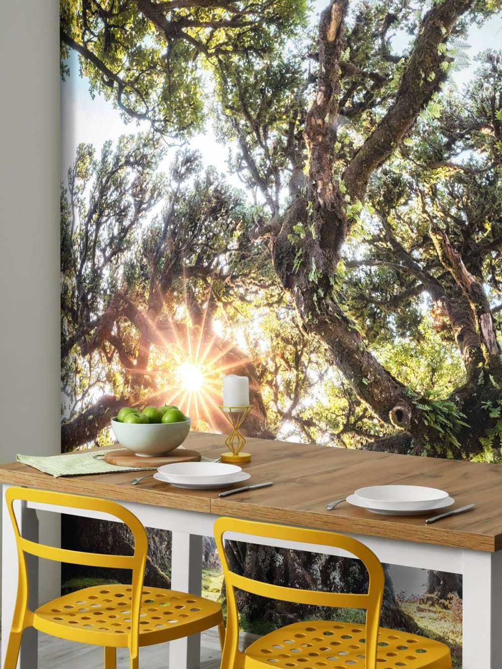 Zonlicht door oeroude boomkronen