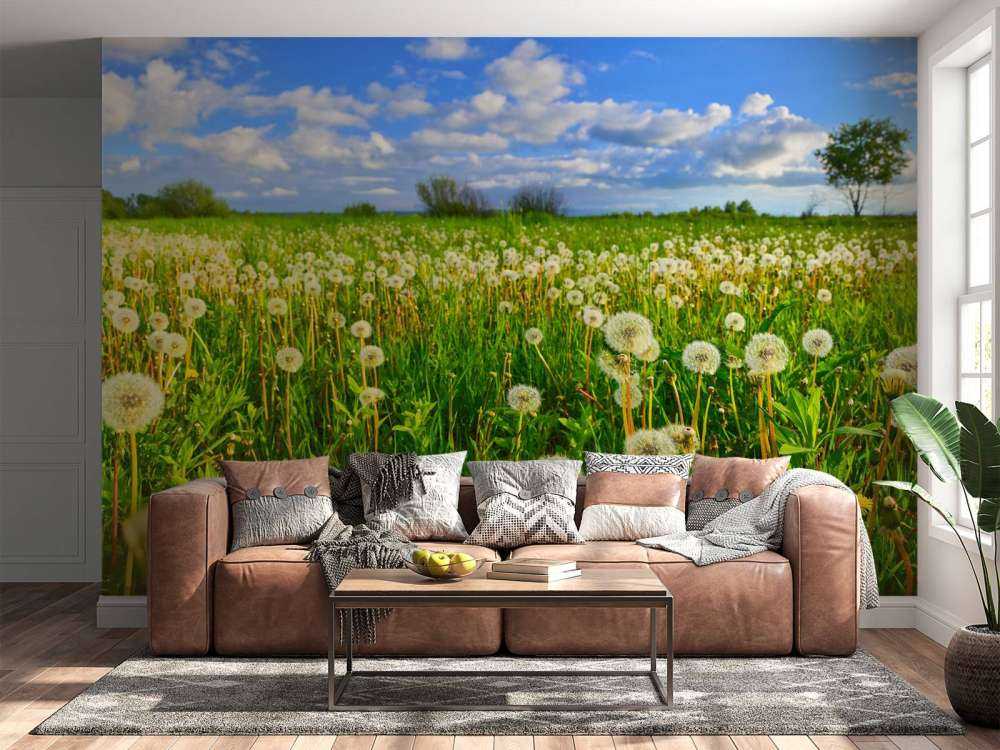 Veld paardenbloemen