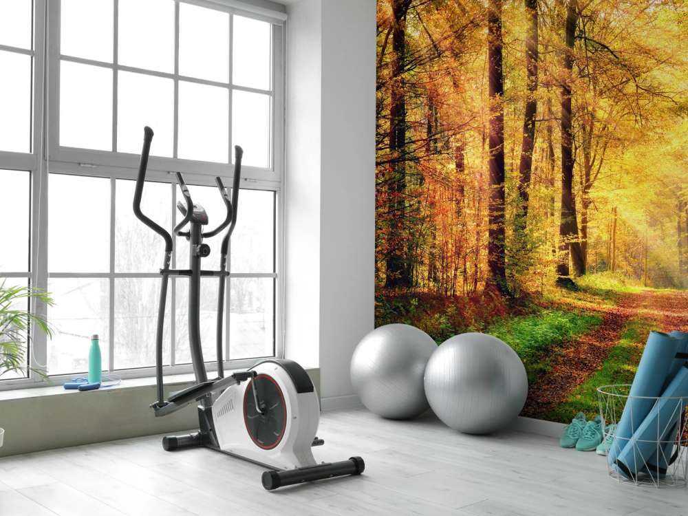 Zonsopkomst in het bos