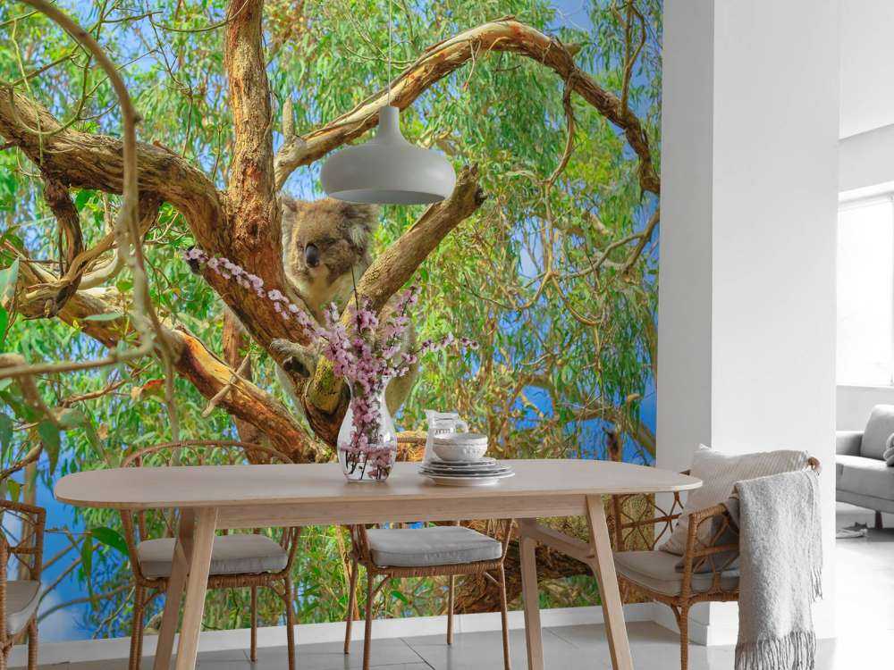 Koala in een Eucalyptus boom