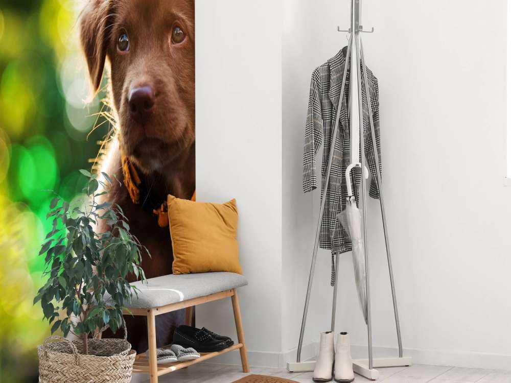 Bruine labrador met een wazige achtergrond