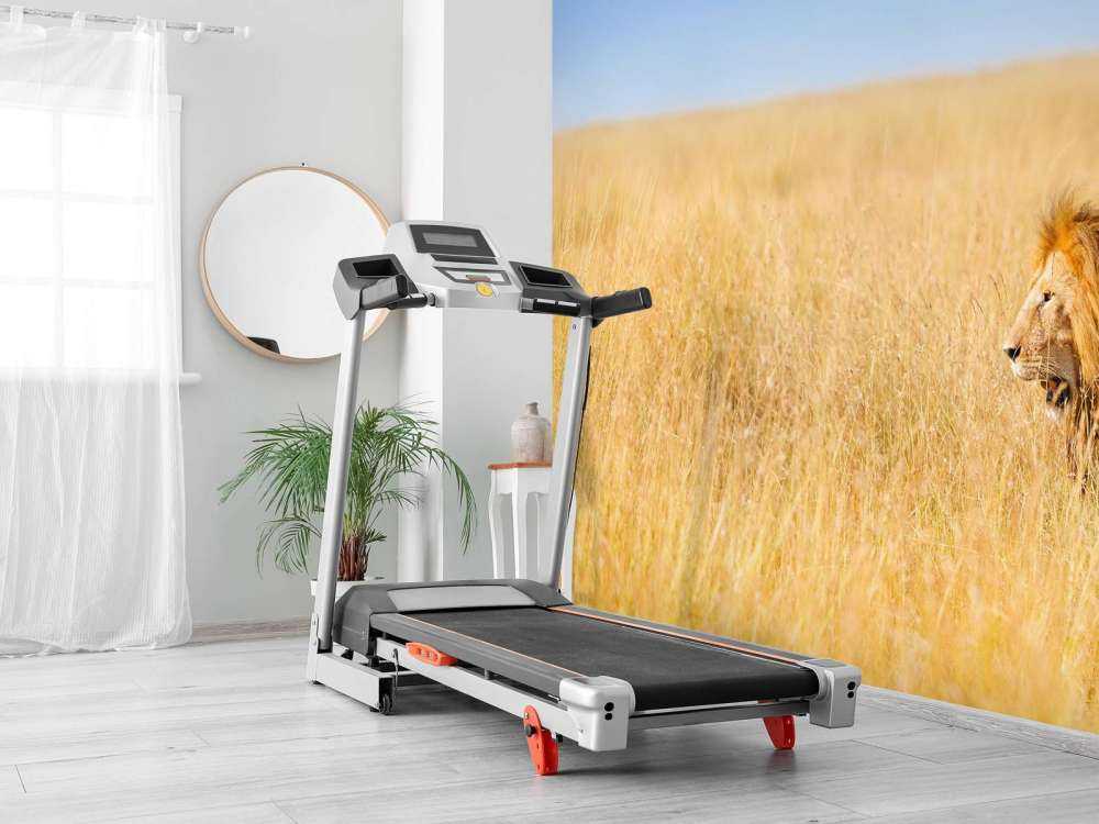 Afrikaanse leeuw op zoek naar een prooi