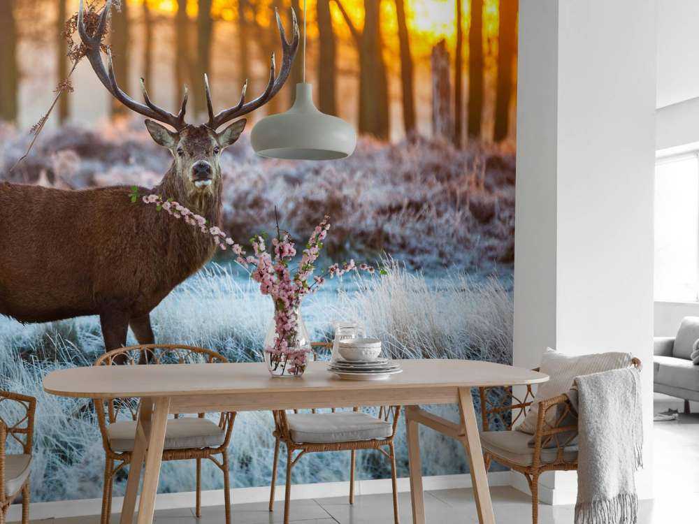 Rendier bij zonsopkomst