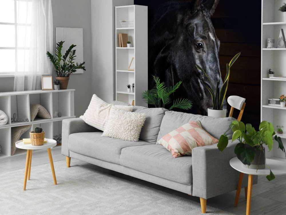 Paard met een donkere achtergrond