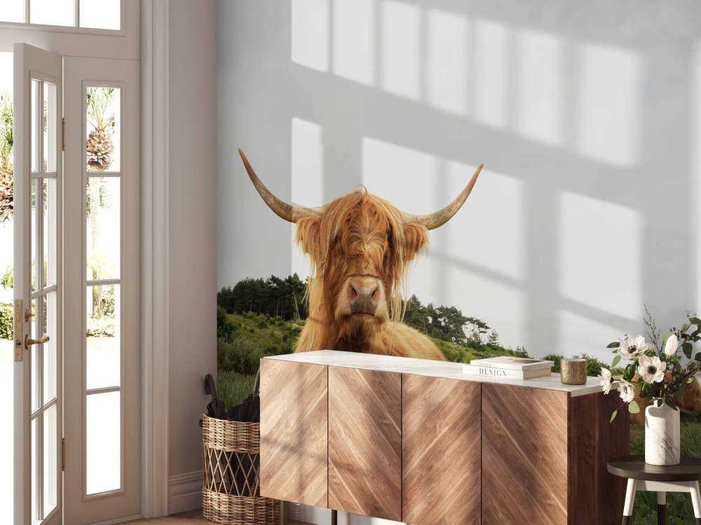 Schotse Hooglanders op het gras