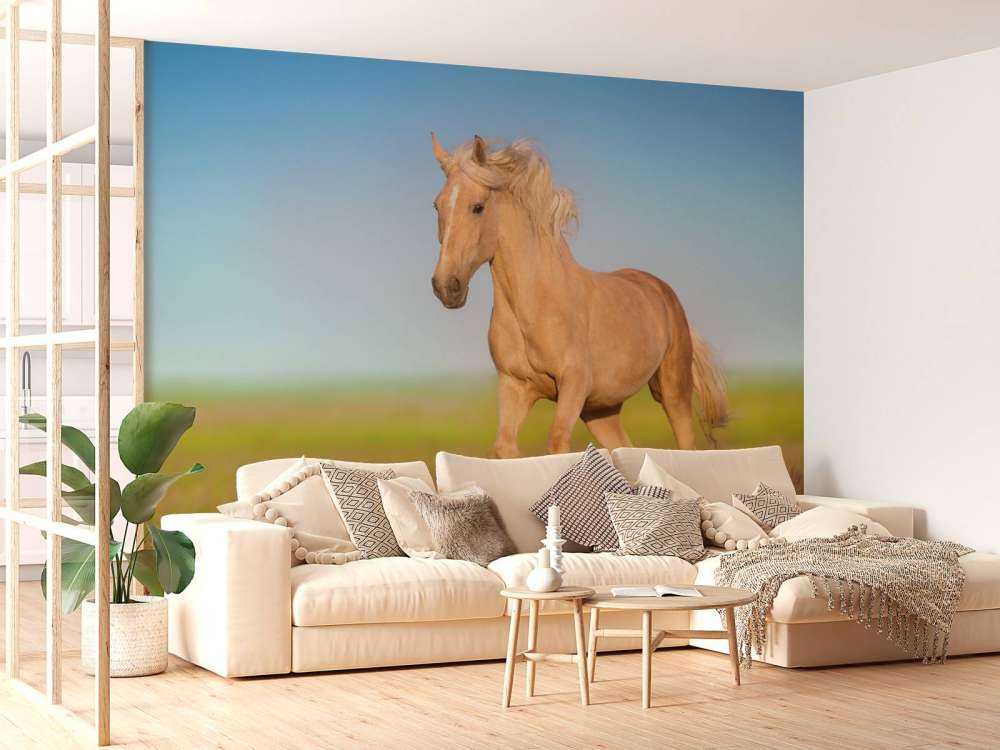 Cremello Paard in weide